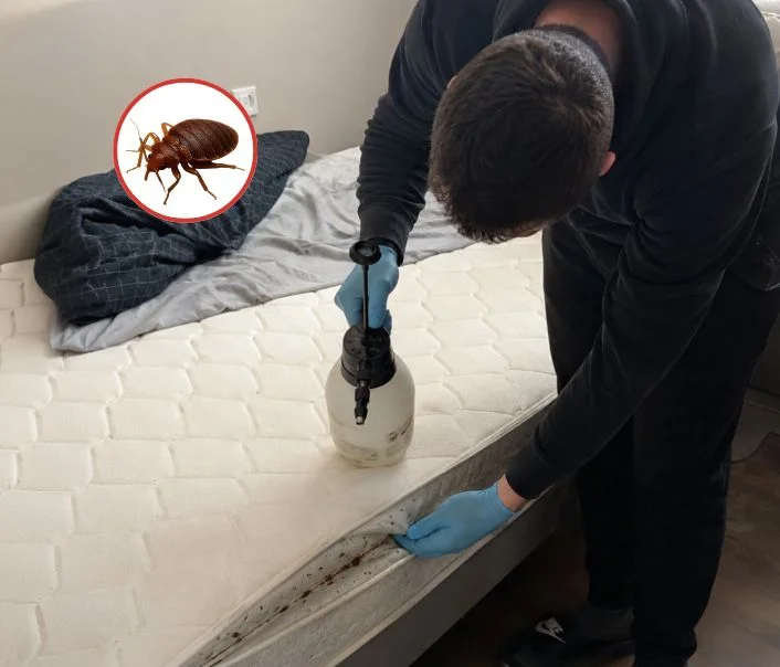 Technicien traitant un matelas contre les punaises de lit à Malakoff
